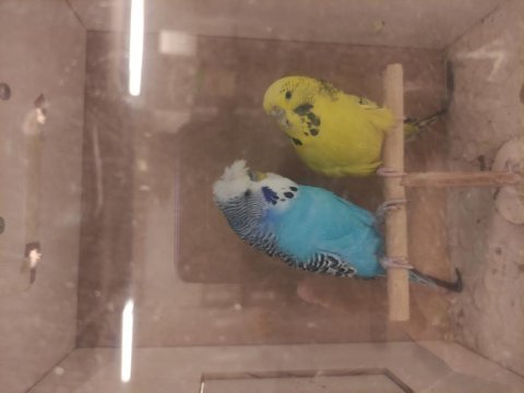 Şov jumbo muhabbet kuşlar