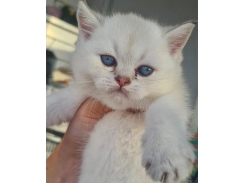 Beyaz british shorthair kedisi ilanı