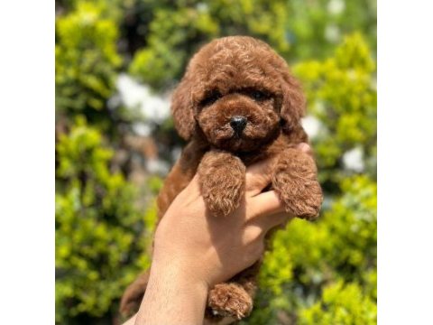 Safkan toy poodle bebekler