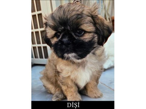 Shih tzu safkan dişi-erkek 2 aylık yavrularımız