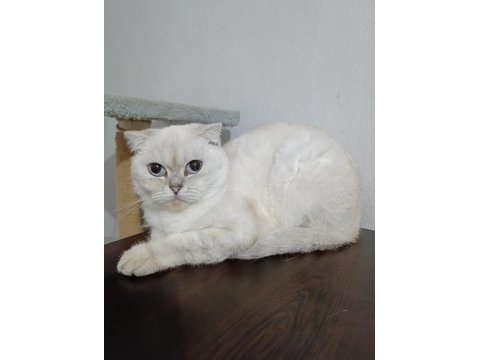 Tatlı yavru kediler yeni yuva bekliyorlar