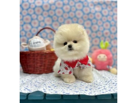Safkan pomeranian boo yavrularımız