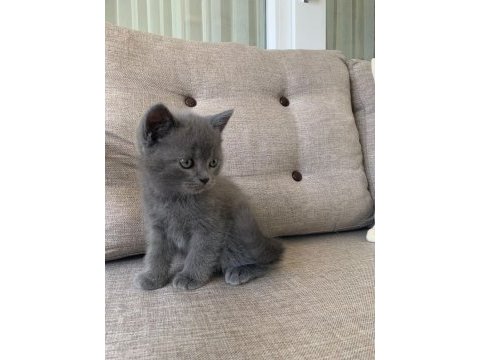 Kedi erkek british shorthair