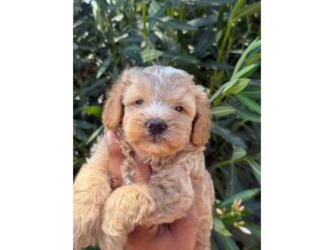 Maltipoo cins yavru