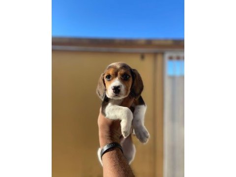 Beagle bebekler