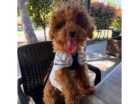 7 aylık erkek toy poodle yavru