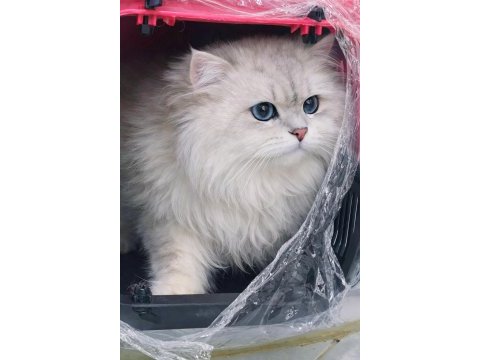 British longhair eşleşme ilanı