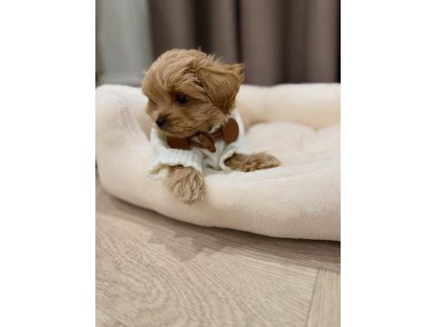 Irk garantili maltipoo yavruları