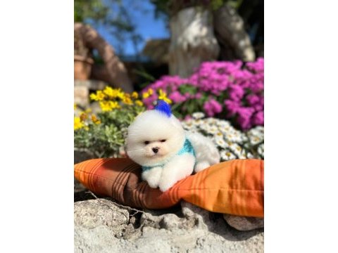 Irkın en iyilerinden tam pomeranian boo garantili