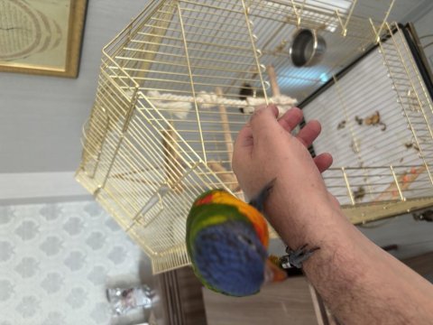 El beslene lori