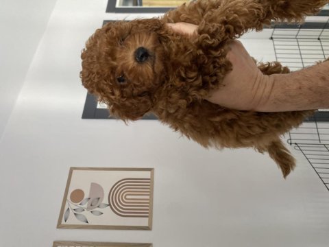 Dişi 2,5 aylık toy poodle yavrumuz 