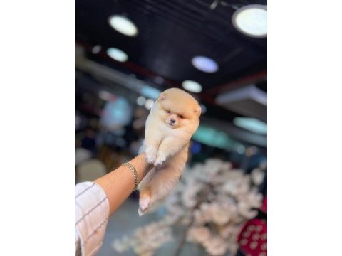 Pomeranian boo 60 günlük köpekler