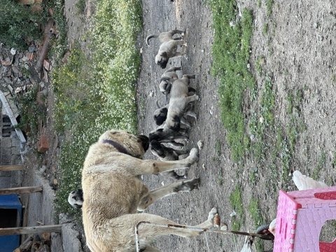 Dev ırk anadolu çoban köpeği