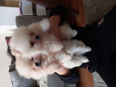 Mükemmel kalitede pomeranian yavrular tecap mini boy