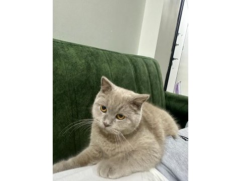 Uysal british shorthair