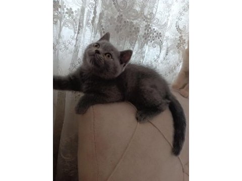 British shorthair 3 aylık yavru kedimiz