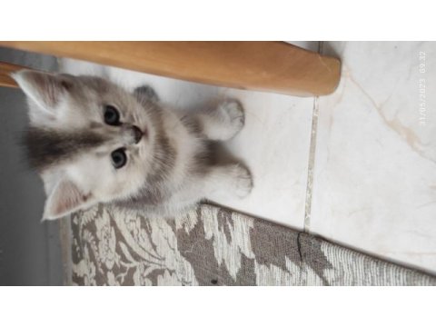 3 adet minik scottish fold sahiplerini bekliyor