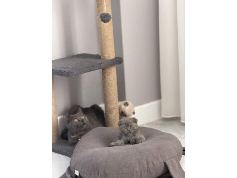 Sevimli oyuncu erkek scottish fold