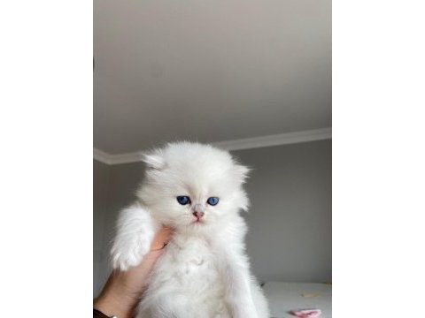 Full secereli british longhair erkek yavrum teslime hazır