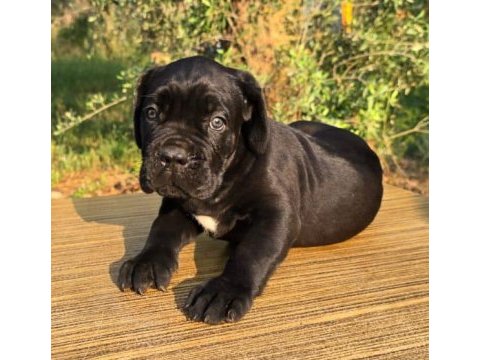 Şecere belgeli ırk ve sağlık garantili cane corso yavrular