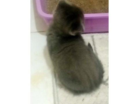 Scottish fold yavru