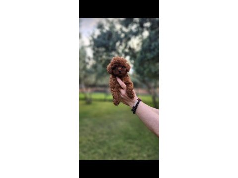 Poodle en güzelini arayanlar