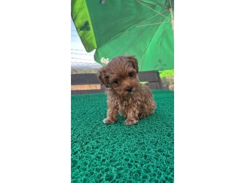 Baba kore poodle maltipoo dişi yavru