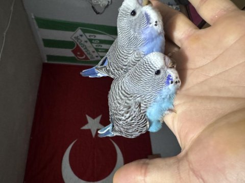 Jumbo kırığı muhabbet kuşu bebekler