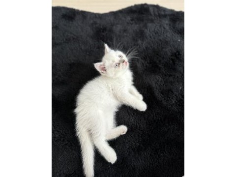 Erkek beyaz british shorthair kedisi