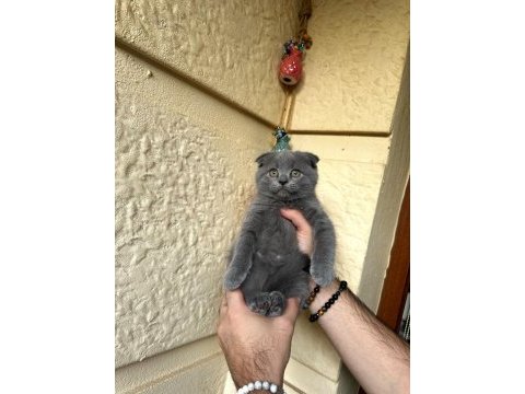 A kalite safkan scottish fold blue
