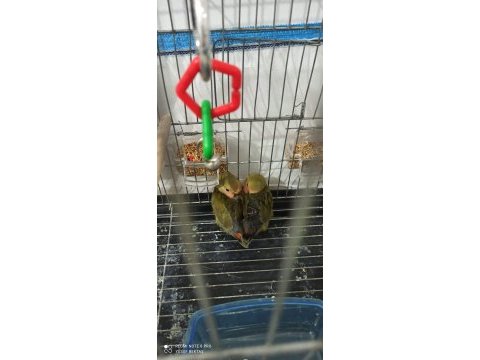 Bebek sevda papağanlarımız