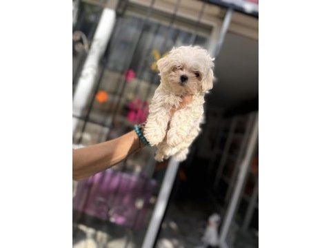 Kg garantili küçük boy maltese