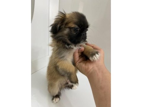 2.5 aylık pekinez