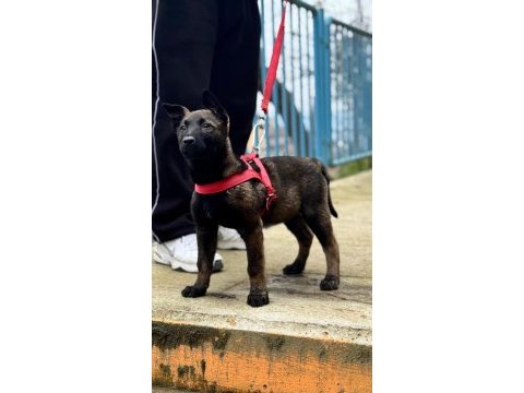 Saf kan malinois yavrular