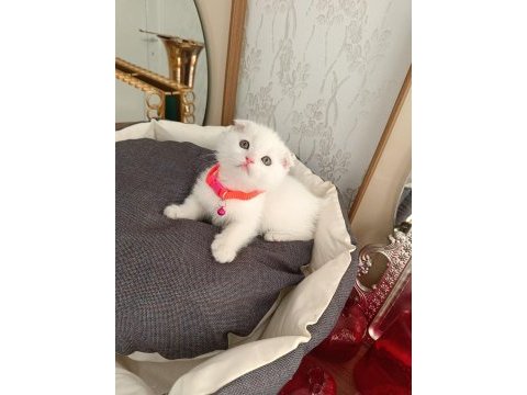 Anne baba scrli top kafa scottish fold kar beyaz yavrular