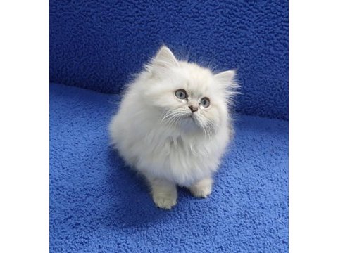 İstanbul içi 7/24 adrese teslim longhair british ponçik 