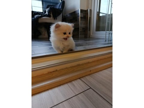British longhair kedisi