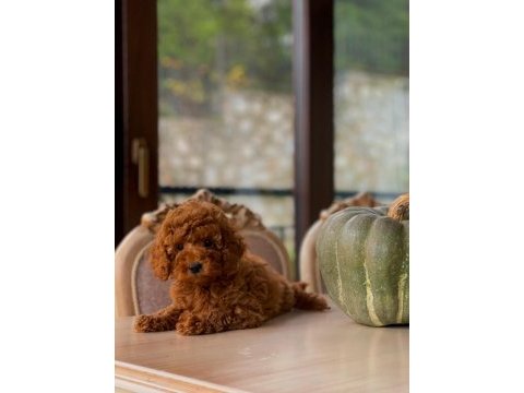 Sakarya toy poodle