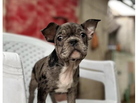 Safkan merle renk french bulldog erkek yavrumuz
