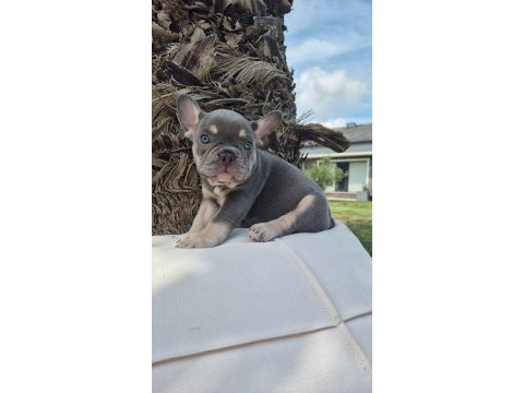 Blue french bulldog yavruları istanbul 