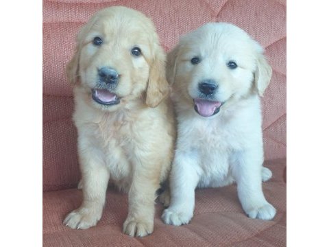 Golden retriever çok şeker yavrular