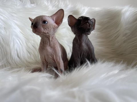 Sphynx sfenks tüysüz dişi erkek yavruları