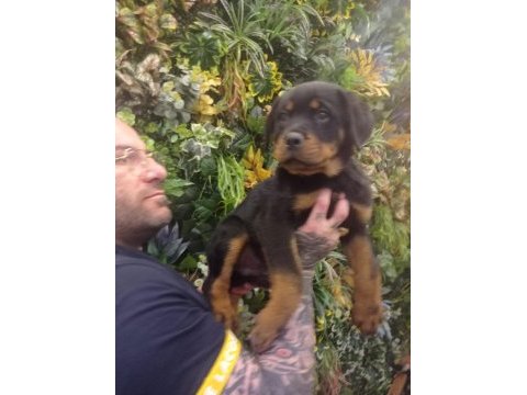 Macar koca. kafa rotweiller
