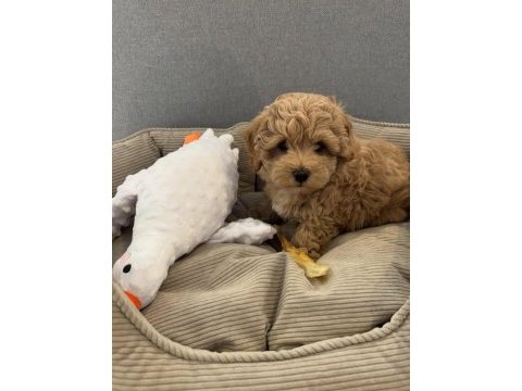 Orjinal teacup full garantili maltıpoo