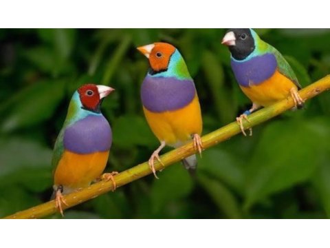 Goldian finch takım tek tek