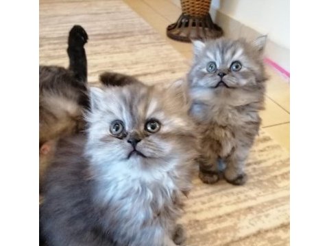 Anne baba orjinal british longhair 2 aylık yavrularımız