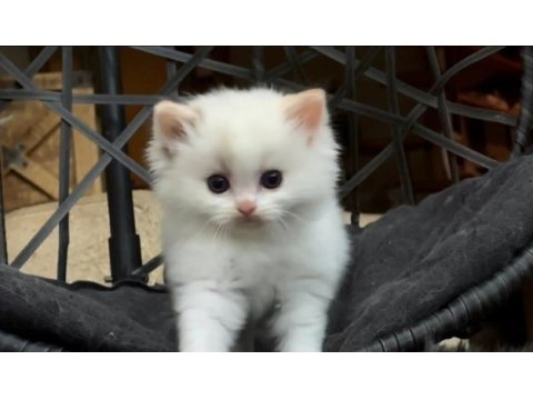 Şampiyon anne ve babanın safkan ragdoll bebekleri
