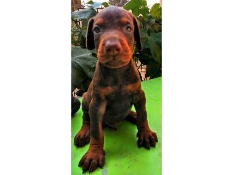 A şecereli anne ve babadan a scrli doberman yavrular
