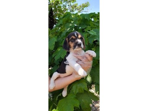 Beagle yavrularımız ırk garantilidir