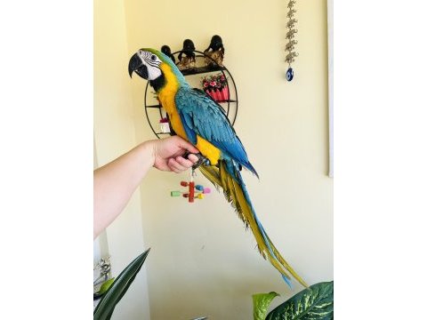Sarı lacivert macaw ara papağanları